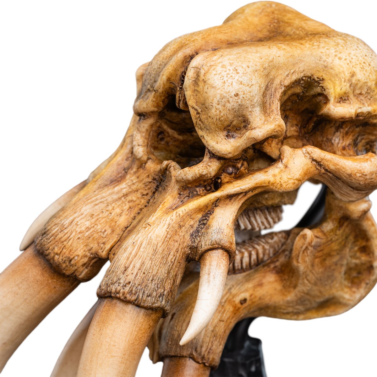 The Lord of the Rings Trilogy Skull of a Mumak Statue