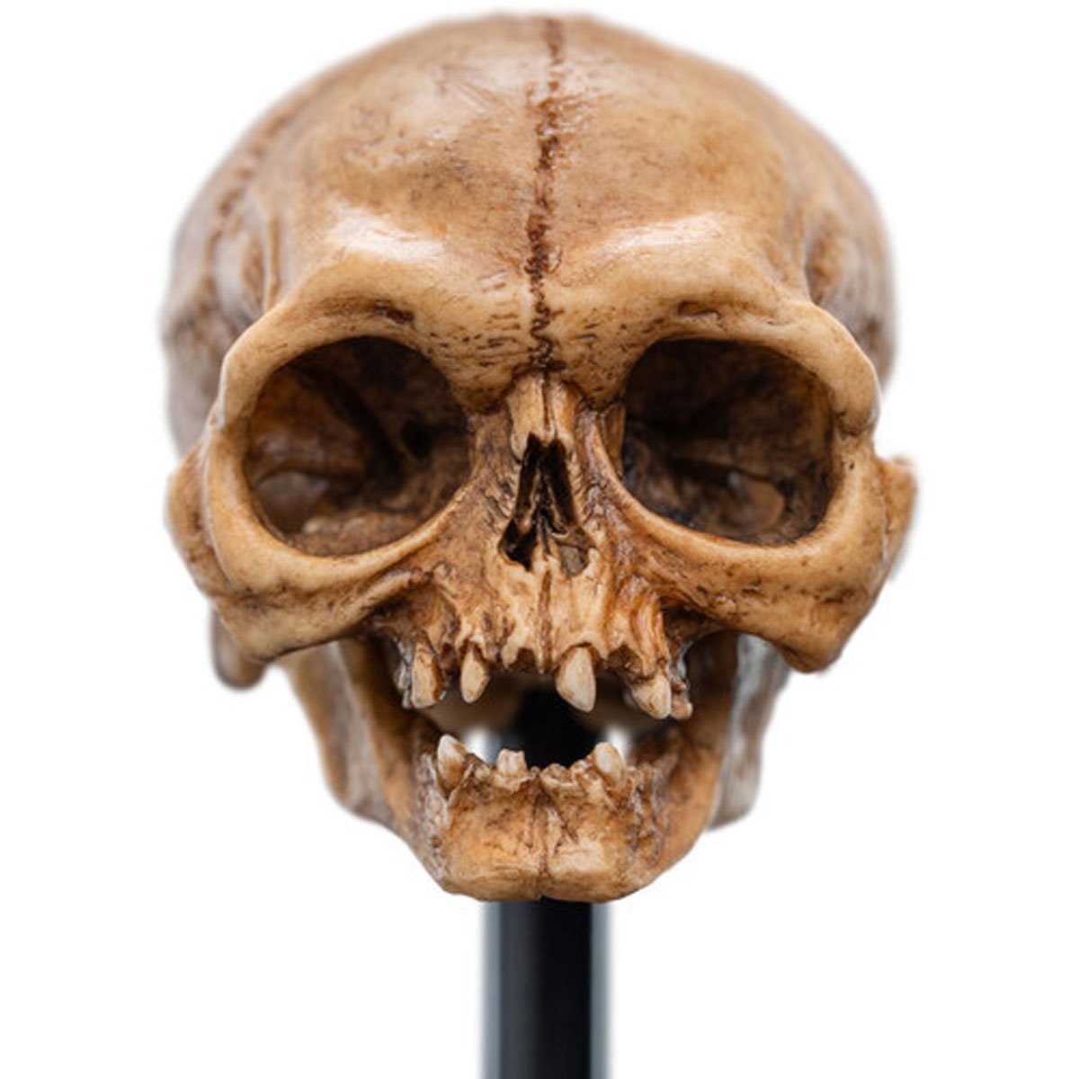 The Lord of the Rings Skull of Gollum Polystone Statue