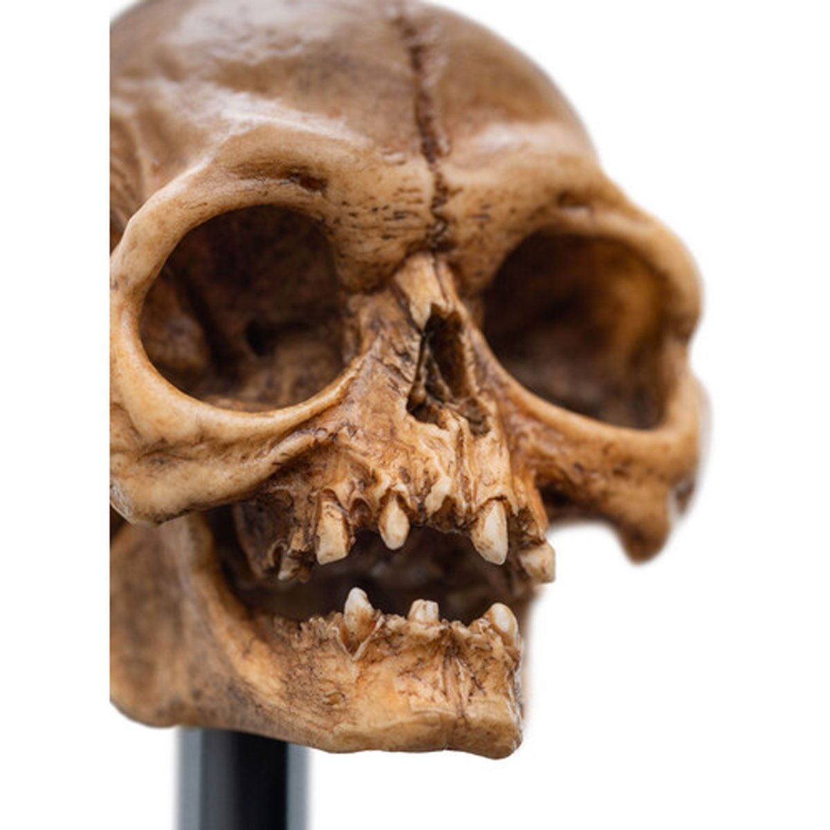 The Lord of the Rings Skull of Gollum Polystone Statue