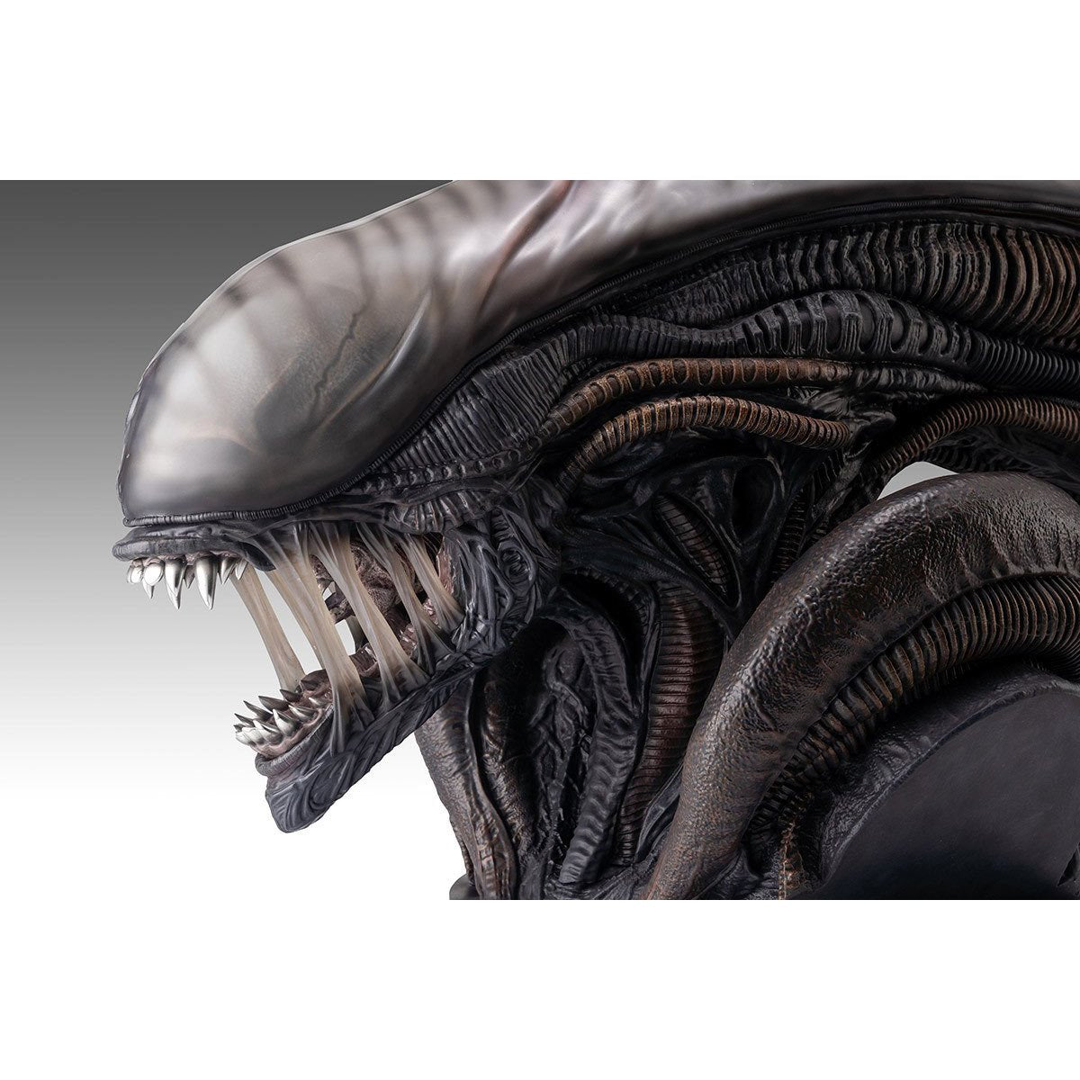 Alien Romulus Xenomorph 1:1 Scale Life-Size Bust