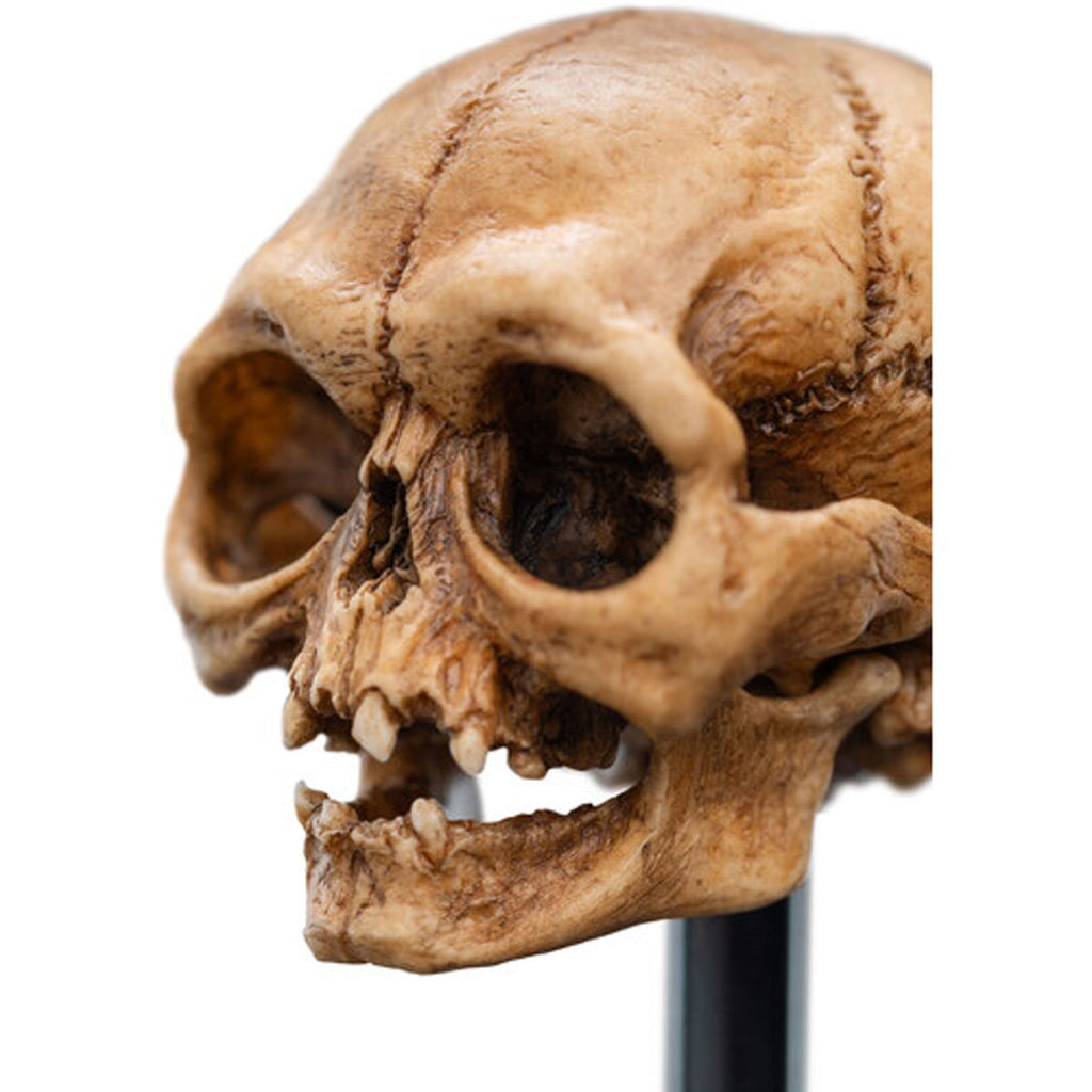 The Lord of the Rings Skull of Gollum Polystone Statue
